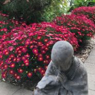 Buddha in Spring