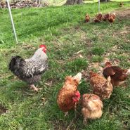 Chooks 8876