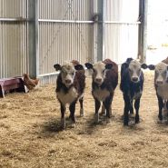 Four calves   a chook 0461