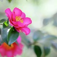 Pink Camilia